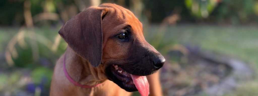 Ledig Ridgeback hvalp