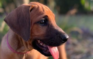 Ledig Ridgeback hvalp